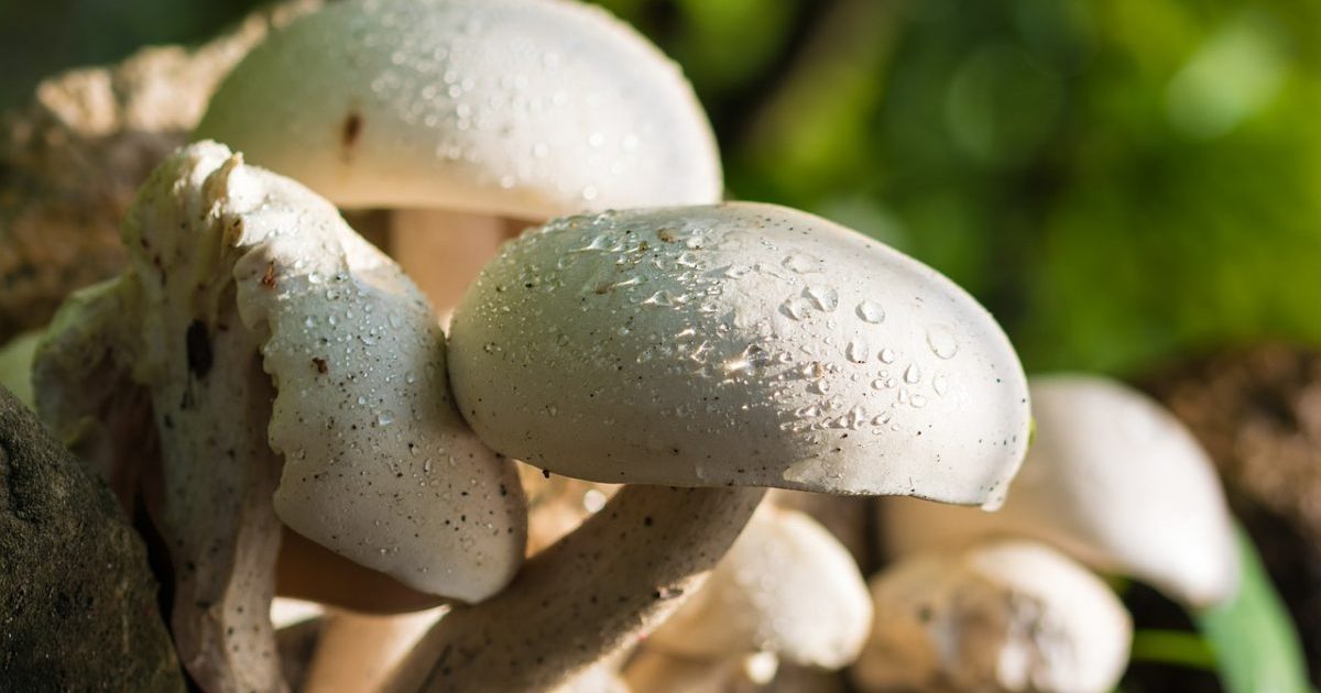    cmp   mushrooms  