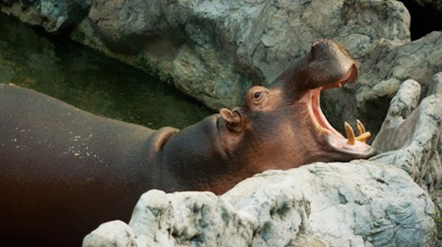     hippopotamus antiquus  300 