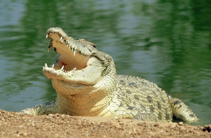 В мире: Пропавший без вести австралиец продержался в обществе крокодилов целых две недели