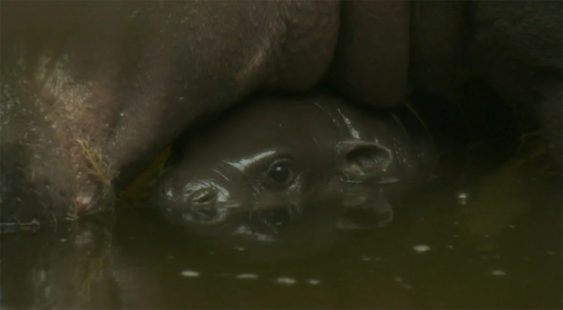 Видео: В зоопарке Бристоля родился карликовый гиппопотам
