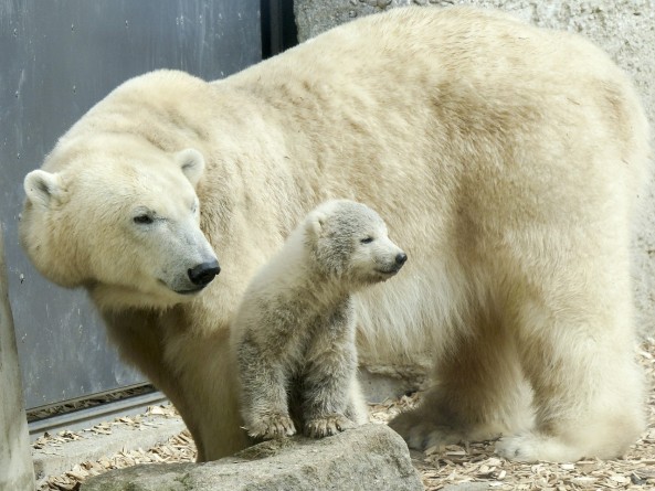 В мире: Детеныш полярного медведя обрел дом в зоопарке Огайо