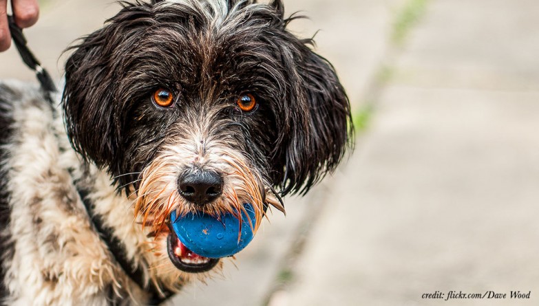 Закон и право: В Давентри владельцы собак, выгуливающие их без гигиенических пакетов, будут платить штраф в сто фунтов