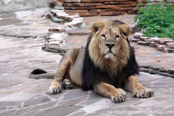 Досуг: Ночёвка со львами в Лондонском зоопарке