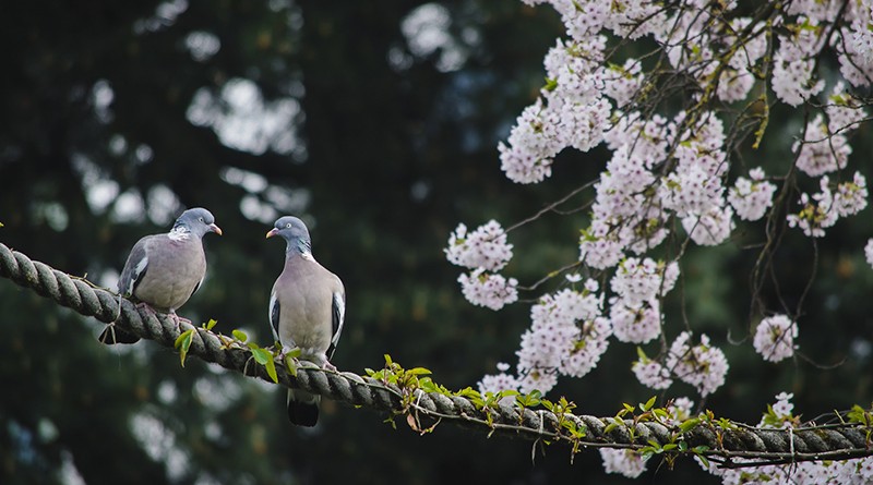 Погода в Лондоне: нас ждет потепление и температура до 15С 24012016 Происшествия: Погода в Лондоне: нас ждет потепление и температура до 15С