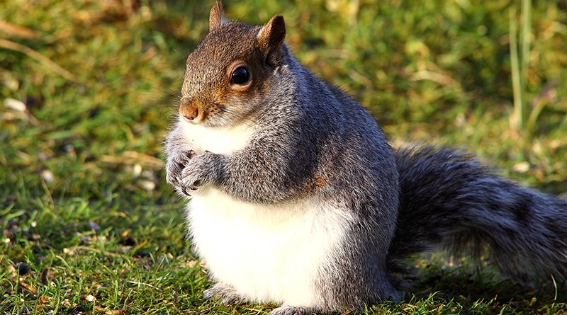 Британские белки стали толще из-за аномально теплой зимы 07012016 Досуг: Британские белки стали толще из-за аномально теплой зимы
