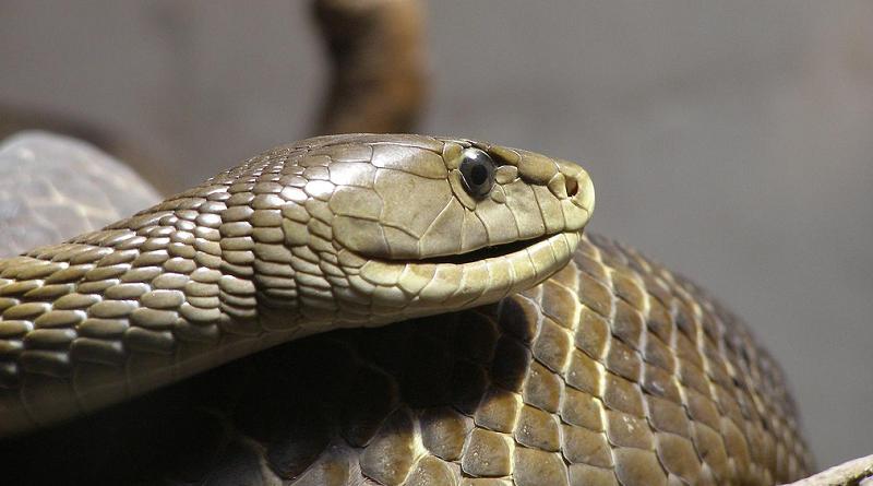 Происшествия: Осторожно: ядовитая змея в центре Лондона