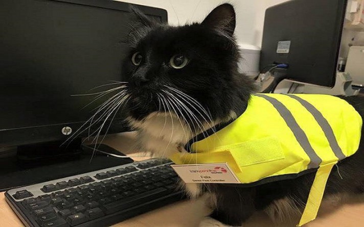 Общество: Кошка-контроллер работает на железнодорожном вокзале Западного Йоркшира