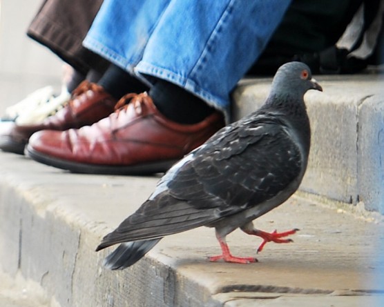 Здоровье и красота: Уровень загрязнения воздуха в Лондоне измеряют голуби