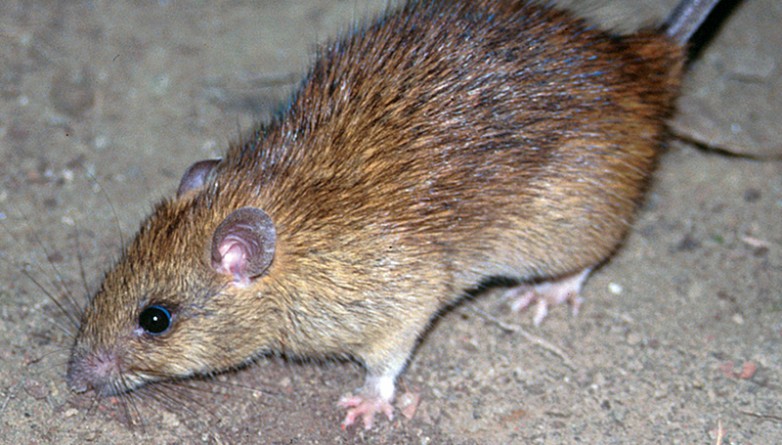 Происшествия: "Крыса-монстр" в метр длиной найдена на детской площадке в Лондоне