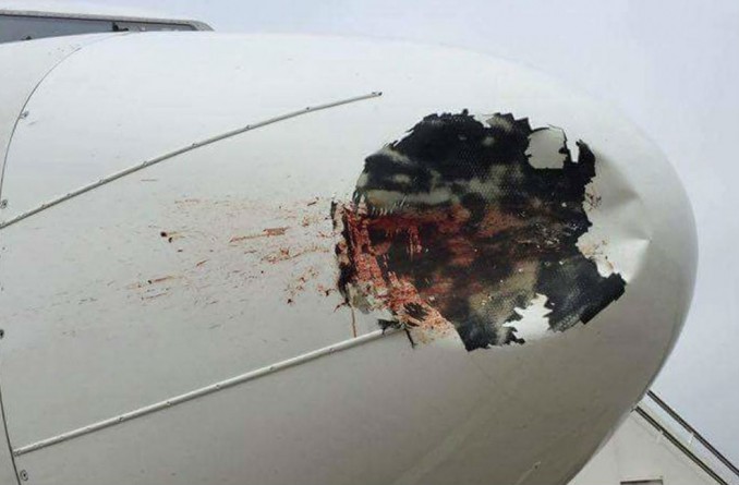 Происшествия: Птица врезалась в пассажирcкий самолет и оставила на его носу огромную вмятину