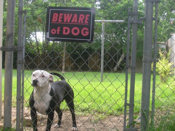 Закон и право: Полицией Великобритании было изъято около 5000 собак запрещенных пород