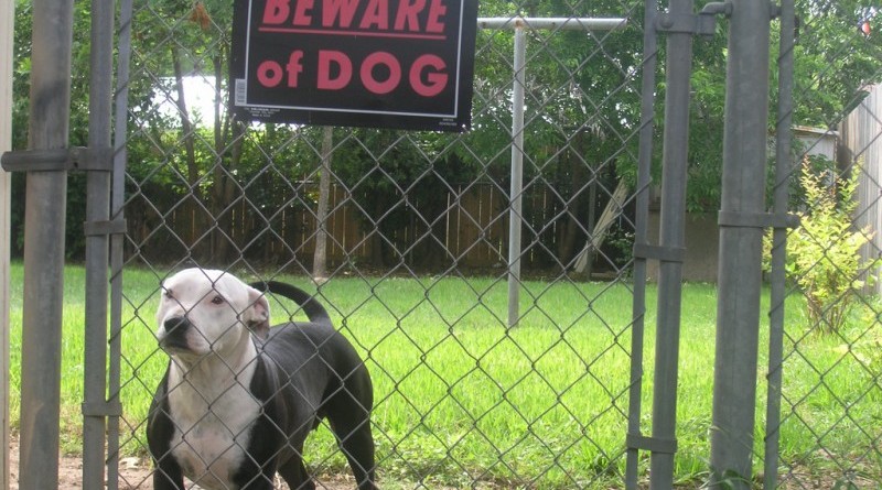 Полицией Великобритании было изъято около 5000 собак запрещенных пород 14042016 Закон и право: Полицией Великобритании было изъято около 5000 собак запрещенных пород