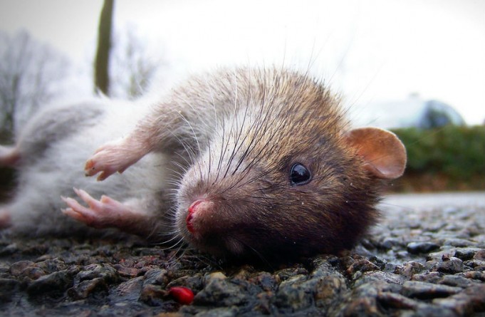 Происшествия: В одном из микрорайонов Лондона обнаружены гигантские крысы размером с котов