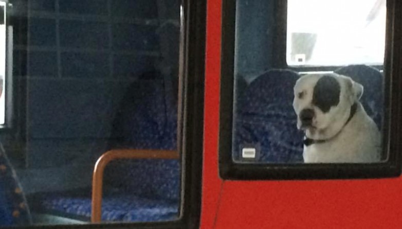 Общество: Владельцев пса, «брошенного» в автобусе, наконец-то нашли
