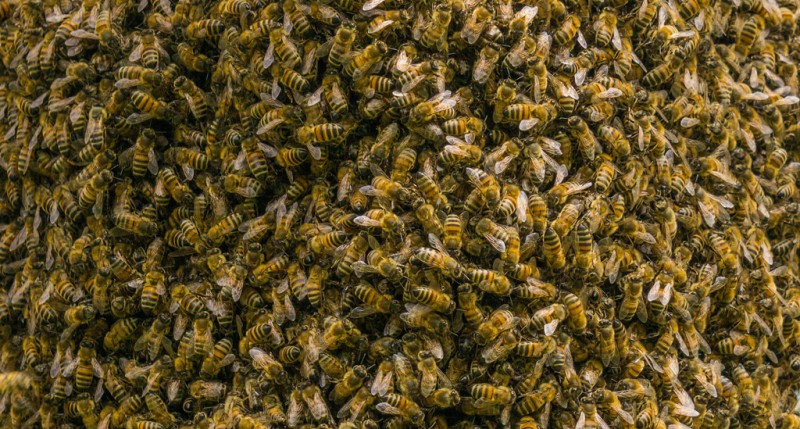 Происшествия: 20-тысячный рой пчел облепил машину одной из жительниц Великобритании