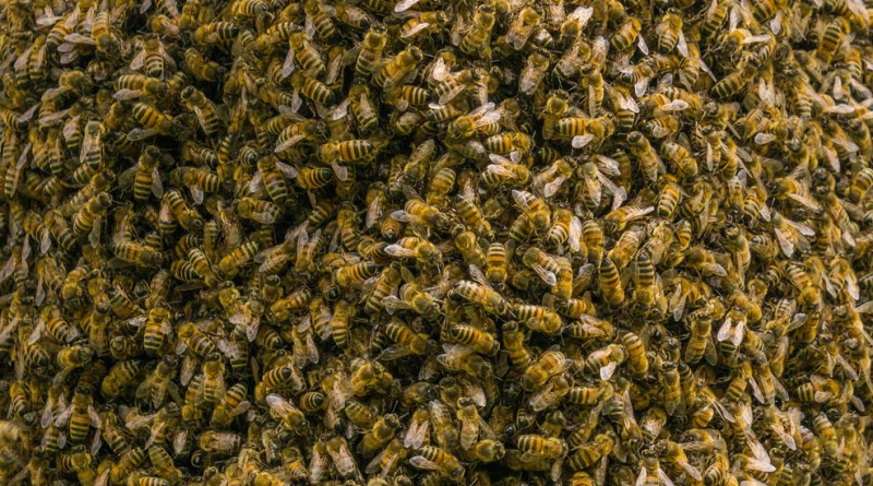 20-тысячный рой пчел облепил машину одной из жительниц Великобритании 25052016 Происшествия: 20-тысячный рой пчел облепил машину одной из жительниц Великобритании