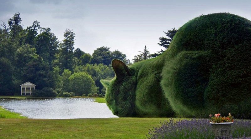 "Зеленые коты" стали звездами интернета 04062016 Досуг: "Зеленые коты" стали звездами интернета