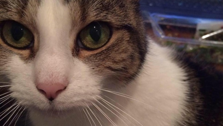 Общество: #FindLucky: хозяйка предлагает £1000 за помощь в поисках любимой кошки