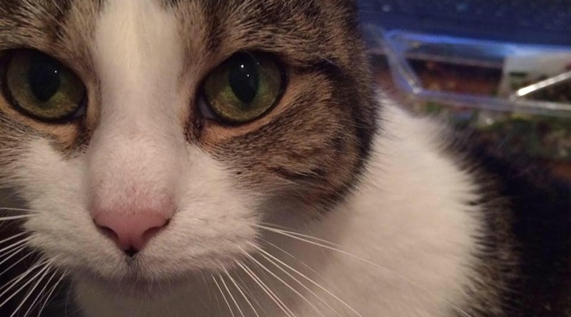 #FindLucky: хозяйка предлагает £1000 за помощь в поисках любимой кошки 08062016 Общество: #FindLucky: хозяйка предлагает £1000 за помощь в поисках любимой кошки