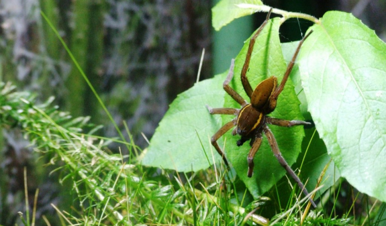 Видео: В Великобритании сотни гигантских пауков выпущены на свободу