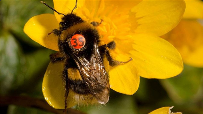 Общество: В Лондоне на свободу выпущено 500 пчел с "номерными знаками"