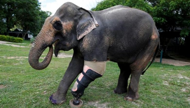 В мире: Слониха Моша, потерявшая ногу, наконец-то получила протез (фото)