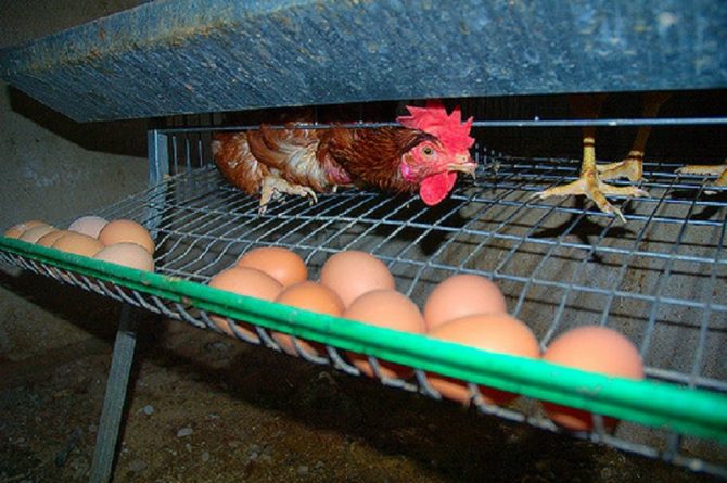 Общество: Tesco откажется от продажи яиц от арретированных кур в ответ на петицию подростка