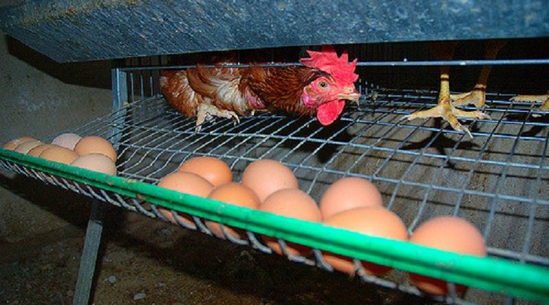 Общество: Tesco откажется от продажи яиц от арретированных кур в ответ на петицию подростка