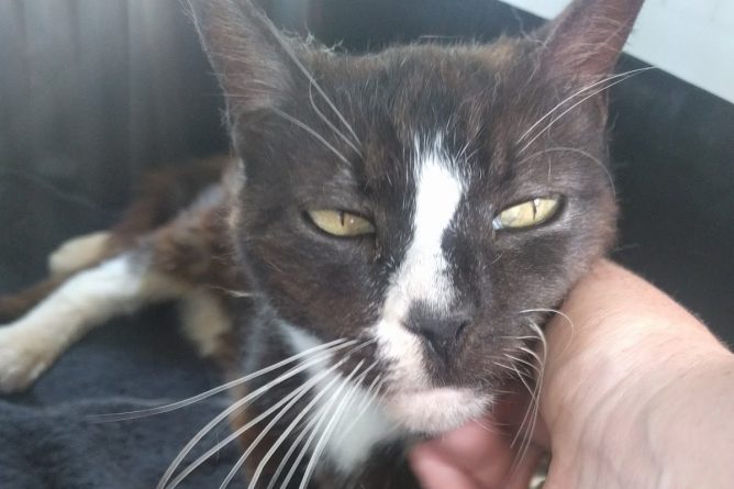 Общество: Пропавшую в Лондоне кошку нашли через 8 лет... в Париже