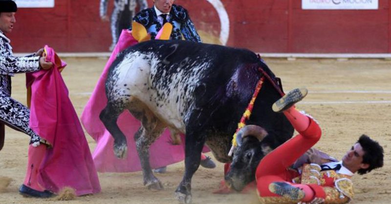 В мире: В Испании матадор был убит быком во время корриды