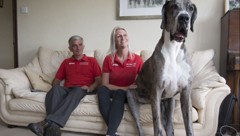 Общество: Дог из Уэльса претендует на титул самой большой собаки в мире
