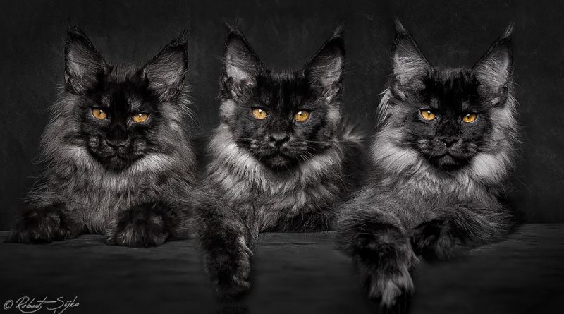 Восьмой день #Rio2016: золотые медали (фото) 14082016 Спорт: Восьмой день #Rio2016: золотые медали (фото)