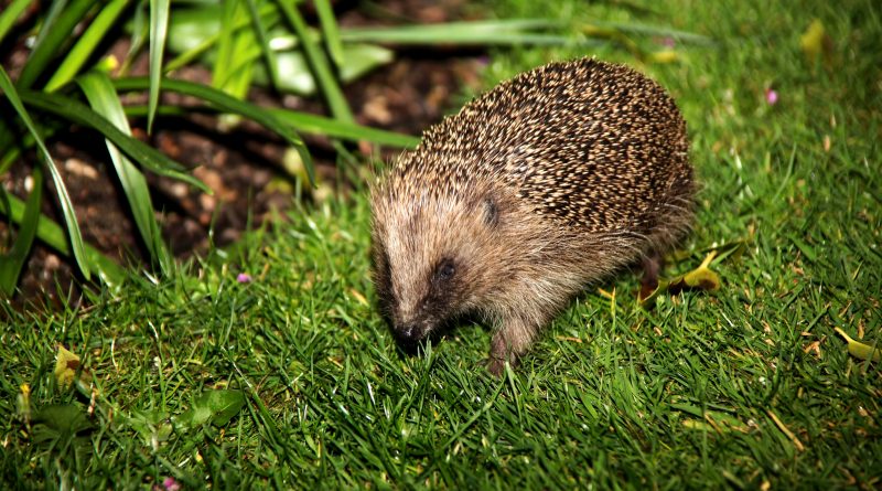 Выехав на вызов, полицейские обнаружили вместо преступников... спаривающихся ежей 01082016 Происшествия: Выехав на вызов, полицейские обнаружили вместо преступников... спаривающихся ежей