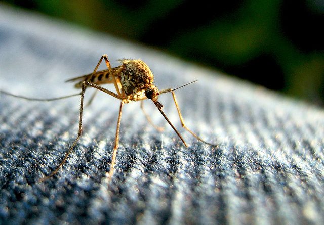 В Шотландии подтверждены случаи заражения вирусом Зика 07082016 Здоровье и красота: В Шотландии подтверждены случаи заражения вирусом Зика