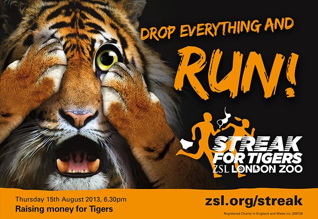 «Полосатый рейс» в защиту тигров в лондонском зоопарке 12082016 Досуг: «Полосатый рейс» в защиту тигров в лондонском зоопарке