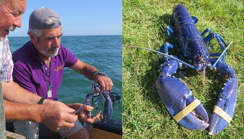 Досуг: Редкий голубой омар был выловлен у берегов Девона