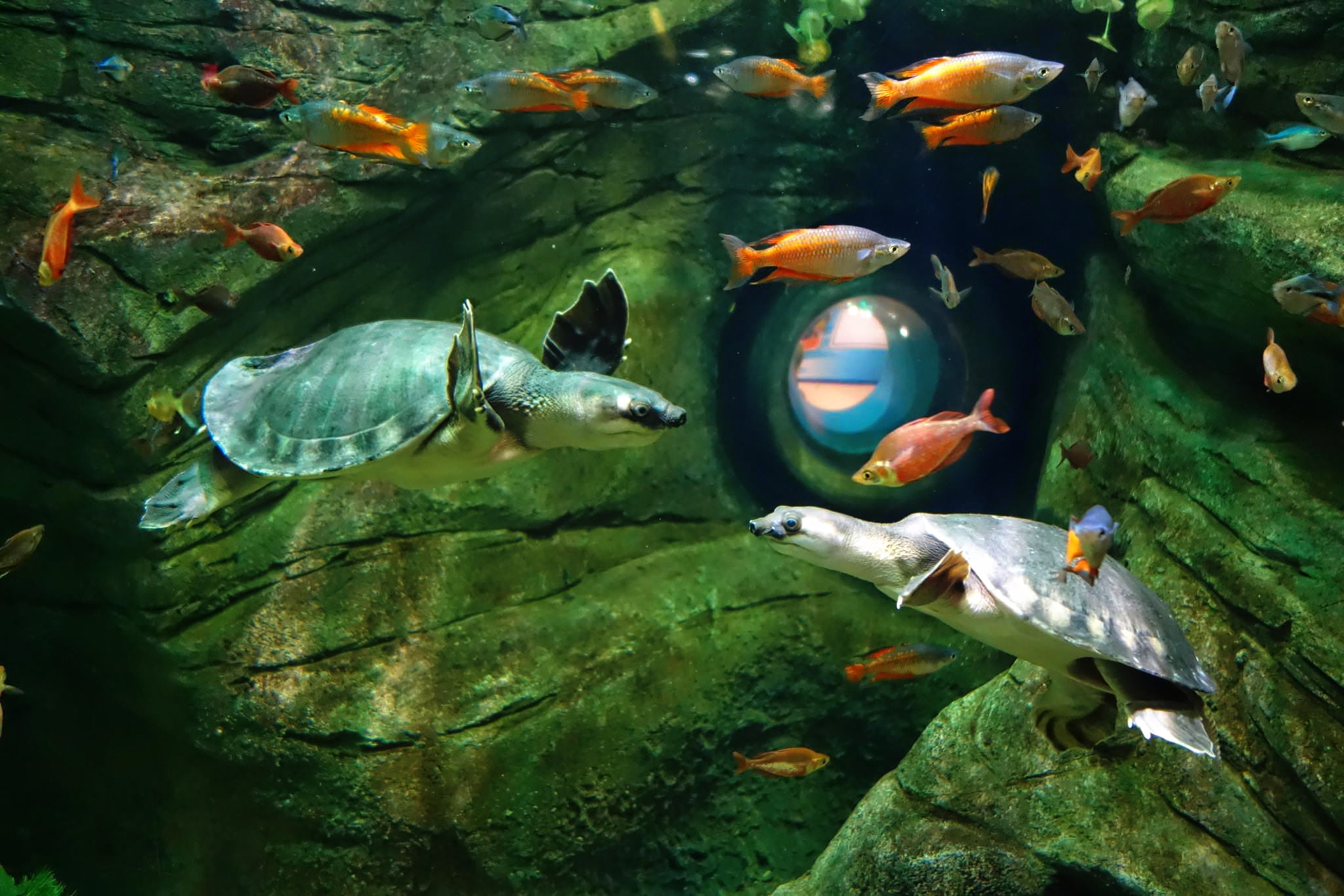 1384548946turtles