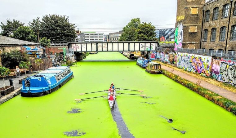 Происшествия: Некоторые каналы Лондона стали ярко-зелеными