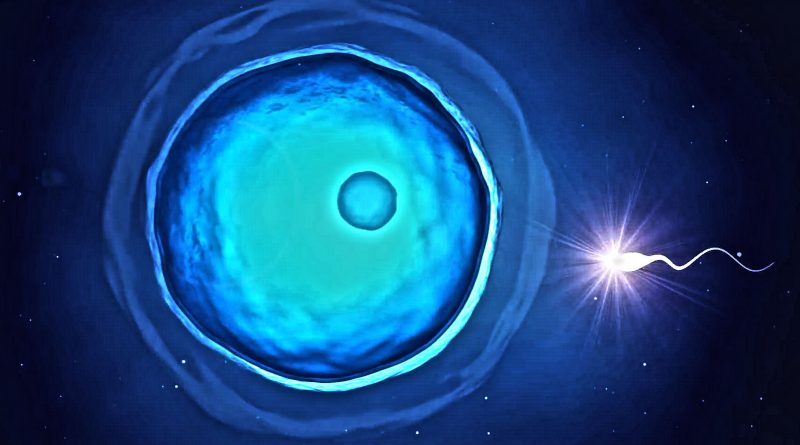 Здоровье и красота: Исследование: дети могут появляться и без участия женщины