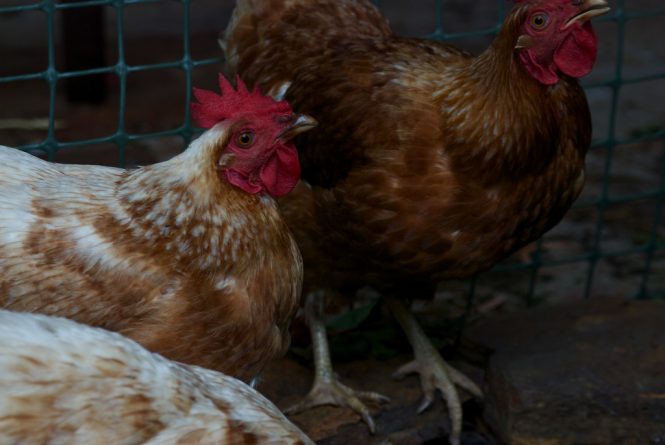 Здоровье и красота: Четверть куриного мяса в супермаркетах заражена устойчивой к антибиотикам кишечной палочкой
