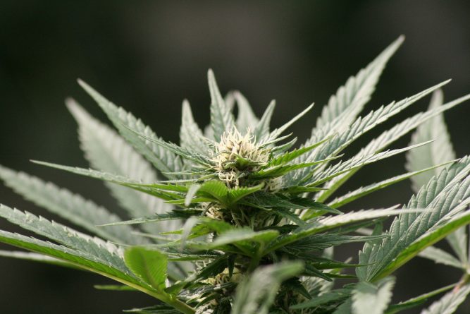 Закон и право: В Великобритании легализуют марихуану?