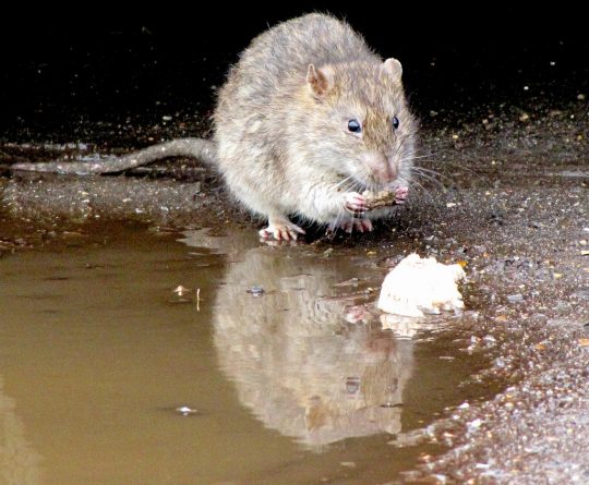 Общество: В Белфасте крысы выжили семью из дома