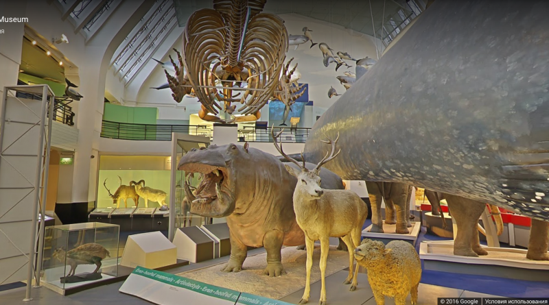Досуг: Теперь вы можете исследовать Музей естественной истории с помощью Google Street View