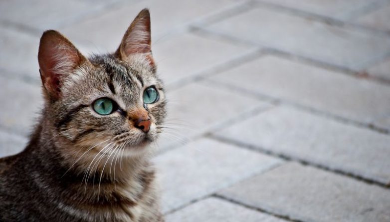 Досуг: Catnip Festival 2016: Первый кошачий фестиваль в Лондоне