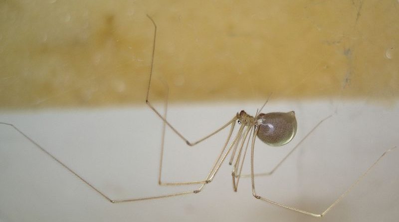 Паучки-каннибалы заполонили британские дома 02092016 Общество: Паучки-каннибалы заполонили британские дома