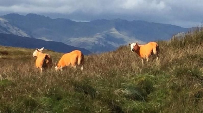 Досуг: Британский фермер покрасил 800 овец в оранжевый цвет