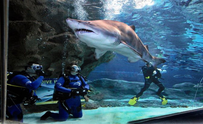 Shark-Dive-Resize