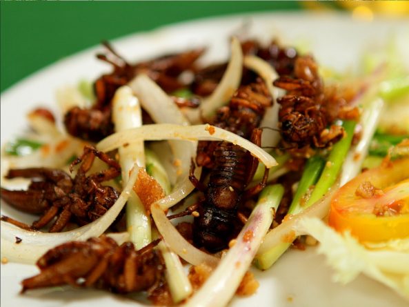 Общество: В Лондоне откроется первое кафе с меню из насекомых