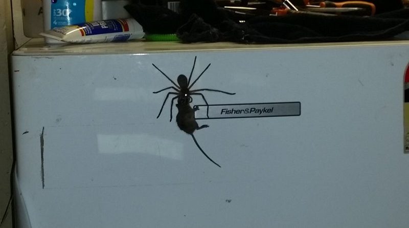 В мире: Гигантский австралийский паук способен убить мышь (видео)