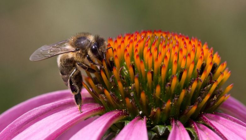 Общество: В Британии появился новый вид пчел